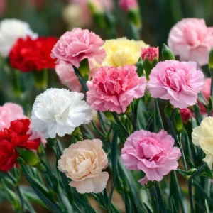 Clove Carnation Seeds - Dianthus caryophyllus - 100 Seeds - Fragrant Vintage Blooms - Image 7