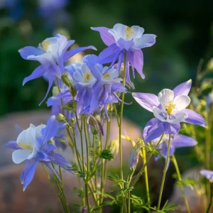 Colorado Blue Columbine Seeds - 100 Seeds, Pollinator Friendly Perennial Flower - Image 2