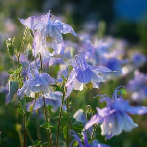 Colorado Blue Columbine Seeds - 100 Seeds, Pollinator Friendly Perennial Flower - Image 3
