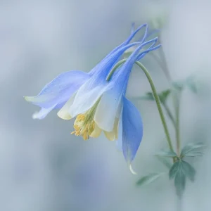 Colorado Blue Columbine Seeds - 100 Seeds, Pollinator Friendly Perennial Flower - Image 4