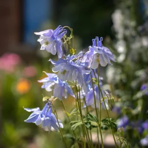 Colorado Blue Columbine Seeds - 100 Seeds, Pollinator Friendly Perennial Flower - Image 5