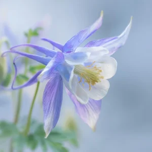 Colorado Blue Columbine Seeds - 100 Seeds, Pollinator Friendly Perennial Flower - Image 6