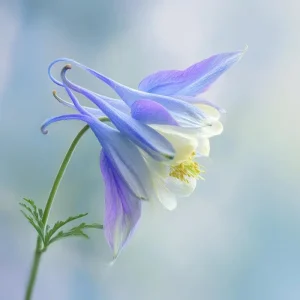 Colorado Blue Columbine Seeds - 100 Seeds, Pollinator Friendly Perennial Flower - Image 7