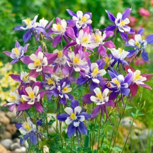 Columbine Seeds McKana Giants Mix – 120 Perennial Flower Seeds – Tall Spurred Blooms for Cottage Gardens - Image 2