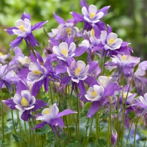 Columbine Seeds McKana Giants Mix – 120 Perennial Flower Seeds – Tall Spurred Blooms for Cottage Gardens - Image 3