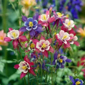 Columbine Seeds McKana Giants Mix – 120 Perennial Flower Seeds – Tall Spurred Blooms for Cottage Gardens - Image 4