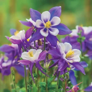 Columbine Seeds McKana Giants Mix – 120 Perennial Flower Seeds – Tall Spurred Blooms for Cottage Gardens - Image 5