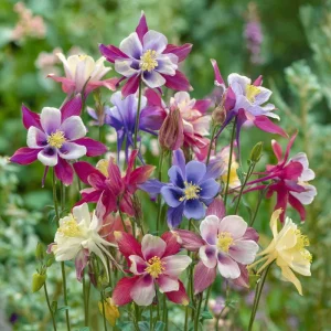 Columbine Seeds McKana Giants Mix – 120 Perennial Flower Seeds – Tall Spurred Blooms for Cottage Gardens - Image 1