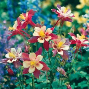 Columbine Seeds McKana Giants Mix – 120 Perennial Flower Seeds – Tall Spurred Blooms for Cottage Gardens - Image 7