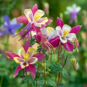 Columbine Seeds McKana Giants Mix – 120 Perennial Flower Seeds – Tall Spurred Blooms for Cottage Gardens - Image 8