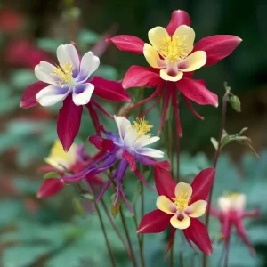 Columbine Seeds McKana Giants Mix – 120 Perennial Flower Seeds – Tall Spurred Blooms for Cottage Gardens - Image 9