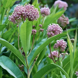 Common Milkweed Seeds (Asclepias syriaca) - 50 Count Native Pollinator Plant for Monarch Butterflies & Gardens - Zones 3-9 - Image 3