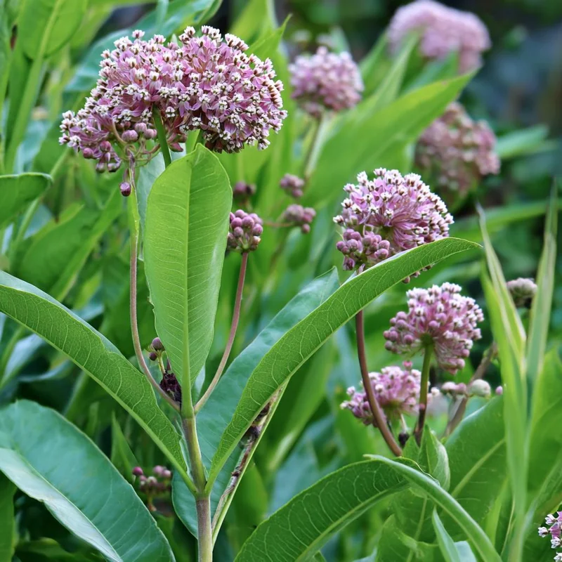 Common Milkweed Seeds (Asclepias syriaca) - 50 Count Native Pollinator Plant for Monarch Butterflies & Gardens - Zones 3-9 - Image 3