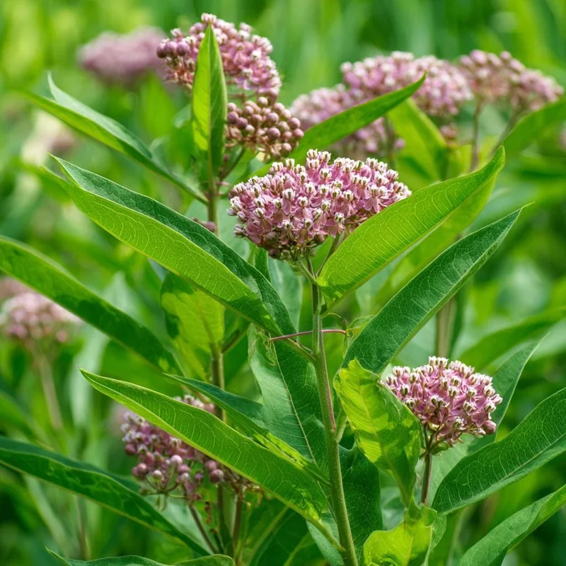 Common Milkweed Seeds (Asclepias syriaca) - 50 Count Native Pollinator Plant for Monarch Butterflies & Gardens - Zones 3-9 - Image 1