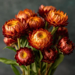 Copper Red Strawflower Seeds - 50 Count, Everlasting Orange-Red Blooms, Annual Flower - Image 2