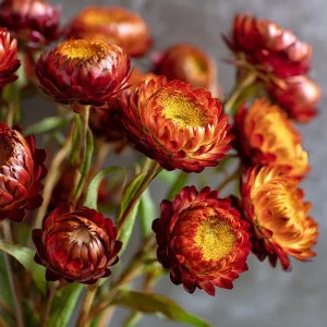 Copper Red Strawflower Seeds - 50 Count, Everlasting Orange-Red Blooms, Annual Flower - Image 3