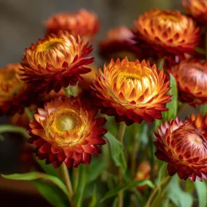 Copper Red Strawflower Seeds - 50 Count, Everlasting Orange-Red Blooms, Annual Flower - Image 1