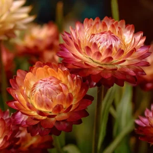 Copper Red Strawflower Seeds - 50 Count, Everlasting Orange-Red Blooms, Annual Flower - Image 4