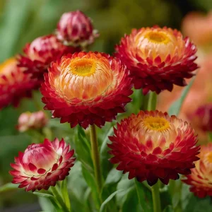 Copper Red Strawflower Seeds - 50 Count, Everlasting Orange-Red Blooms, Annual Flower - Image 5