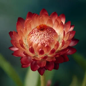 Copper Red Strawflower Seeds - 50 Count, Everlasting Orange-Red Blooms, Annual Flower - Image 6
