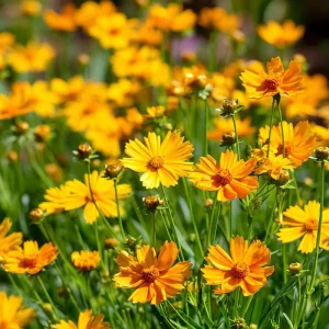 Coreopsis Lanceolata Seeds – 200 Dwarf Golden-Yellow Perennial Flowers for Garden - Image 1