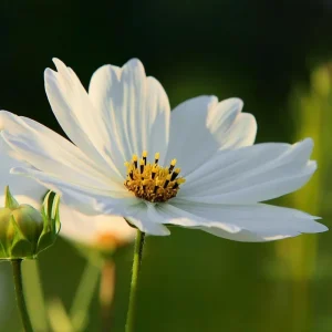 Cosmos Purity Seeds - 50 White Blooms, Long-Stemmed Cut Flowers - Image 2