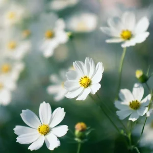 Cosmos Purity Seeds - 50 White Blooms, Long-Stemmed Cut Flowers - Image 3