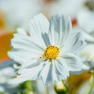 Cosmos Purity Seeds - 50 White Blooms, Long-Stemmed Cut Flowers - Image 1