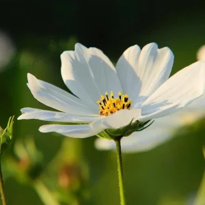 Cosmos Purity Seeds - 50 White Blooms, Long-Stemmed Cut Flowers - Image 4