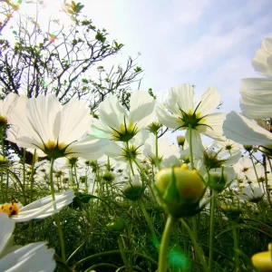 Cosmos Purity Seeds - 50 White Blooms, Long-Stemmed Cut Flowers - Image 5