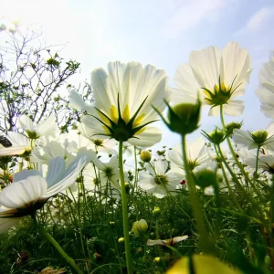 Cosmos Purity Seeds - 50 White Blooms, Long-Stemmed Cut Flowers - Image 6