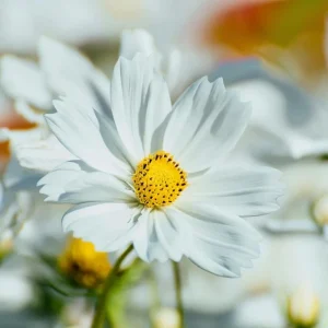 Cosmos Purity Seeds - 50 White Blooms, Long-Stemmed Cut Flowers - Image 7