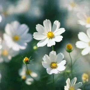 Cosmos Purity Seeds - 50 White Blooms, Long-Stemmed Cut Flowers - Image 8