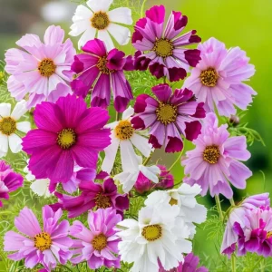 Cosmos Sea Shells Seeds - Unique Tubular Petal Flowers, Pollinator Magnet (100 Seeds) - Image 2
