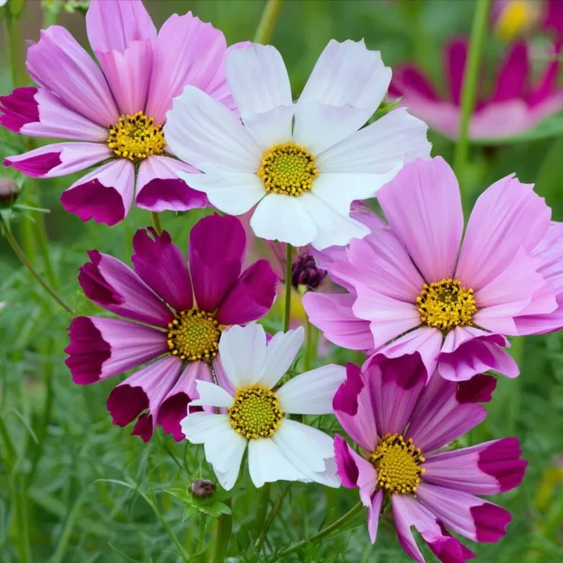 Cosmos Sea Shells Seeds - Unique Tubular Petal Flowers, Pollinator Magnet (100 Seeds) - Image 3