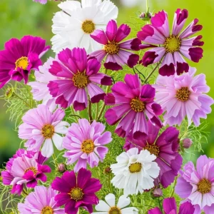 Cosmos Sea Shells Seeds - Unique Tubular Petal Flowers, Pollinator Magnet (100 Seeds) - Image 4