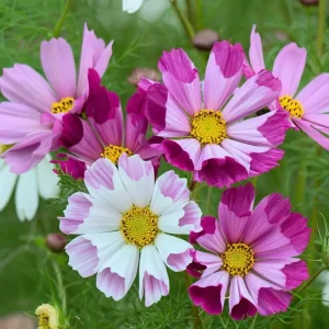 Cosmos Sea Shells Seeds - Unique Tubular Petal Flowers, Pollinator Magnet (100 Seeds) - Image 1