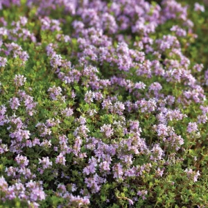 Creeping Thyme Seeds - 250 Seeds, Fragrant Ground Cover, Pollinator-Friendly & Drought Tolerant Outdoor - Image 2