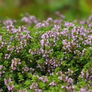 Creeping Thyme Seeds - 250 Seeds, Fragrant Ground Cover, Pollinator-Friendly & Drought Tolerant Outdoor - Image 3