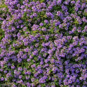 Creeping Thyme Seeds - 250 Seeds, Fragrant Ground Cover, Pollinator-Friendly & Drought Tolerant Outdoor - Image 1