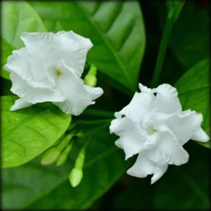 Crepe Jasmine Live Plant – Half Gallon Pot – Fragrant White Flowers – Indoor/Outdoor - Image 2