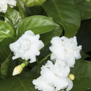 Crepe Jasmine Live Plant – Half Gallon Pot – Fragrant White Flowers – Indoor/Outdoor - Image 1