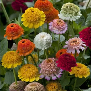 Crested Petal Zinnia Seeds - 25 Count, Ruffled Crown Blooms, Tall Stems - Image 2