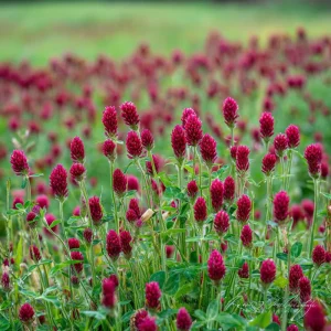 Crimson Clover Seeds - 1000 Count - Cover Crop, Pollinator & Soil Enricher - Image 2