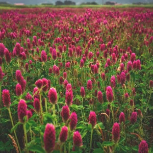 Crimson Clover Seeds - 1000 Count - Cover Crop, Pollinator & Soil Enricher - Image 3