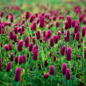 Crimson Clover Seeds - 1000 Count - Cover Crop, Pollinator & Soil Enricher - Image 4