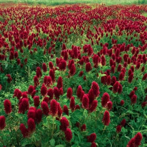 Crimson Clover Seeds - 1000 Count - Cover Crop, Pollinator & Soil Enricher - Image 1