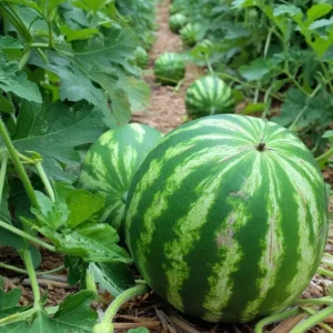 Crimson Sweet Watermelon Seeds - Heirloom Variety, Easy Grow - 15 Count - Image 3