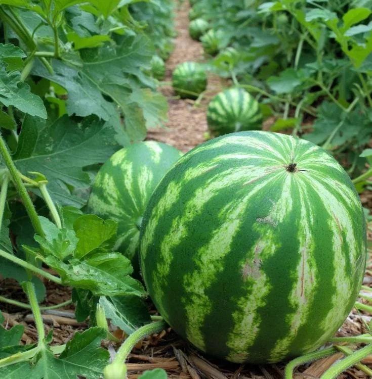 Crimson Sweet Watermelon Seeds - Heirloom Variety, Easy Grow - 15 Count - Image 3