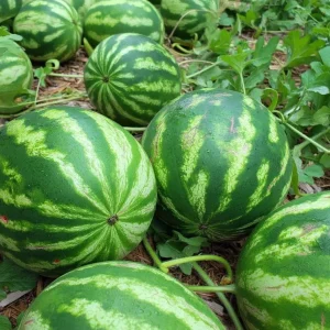 Crimson Sweet Watermelon Seeds - Heirloom Variety, Easy Grow - 15 Count - Image 5